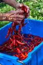 Red hot chili pepper in water splashes. Wash hot red pepper in a blue basin Royalty Free Stock Photo