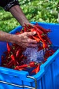 Red hot chili pepper in water splashes. Wash hot red pepper in a blue basin Royalty Free Stock Photo