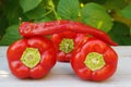 red hot chili pepper on a white wooden table close-up. Royalty Free Stock Photo