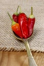 Red hot chili peppers Royalty Free Stock Photo