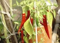 Red hot chili peppers , background Royalty Free Stock Photo