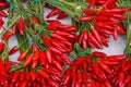 Red hot chili peppers bunches close up Royalty Free Stock Photo