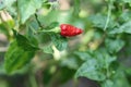 Red hot chili peppers growing on the tree in the vegetable garden Royalty Free Stock Photo