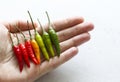 Red Hot Chili Peppers in The Hand On Background or White Table. A Lot of Red Chilli Peppers. Green, Yellow Hot Chili Peppers. Copy Royalty Free Stock Photo