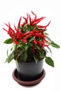 Red hot chili plant