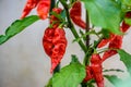 Red hot chilli ghost pepper Bhut Jolokia on a plant Royalty Free Stock Photo