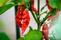 Red hot chilli ghost pepper Bhut Jolokia on a plant Royalty Free Stock Photo