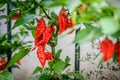 Red hot chilli ghost pepper Bhut Jolokia on a plant Royalty Free Stock Photo