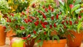 Red hot chilli pepper on a green bush in a clay pot, small fresh jalapeno peppers fresh organic whole. Potted chili peppers,