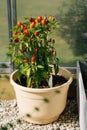 Red hot chilli pepper on a green bush in a pot, small fresh jalapeno peppers fresh organic whole. Royalty Free Stock Photo
