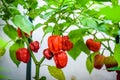 Red hot chilli pepper habanero red caribbean on a plant