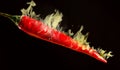 Red hot chilli pepper on fire on black background Royalty Free Stock Photo