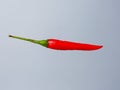 Red hot chilli pepper