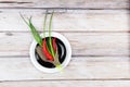 Red hot chilli pepper and scallions on plate Royalty Free Stock Photo
