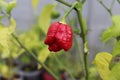 Red hot chilli pepper Trinidad scorpion moruga red on a plant. Capsicum chinense peppers on a green plant with leaves in home Royalty Free Stock Photo