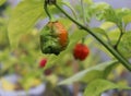 Red hot chilli pepper Trinidad scorpion moruga red on a plant. Capsicum chinense peppers on a green plant with leaves in home Royalty Free Stock Photo