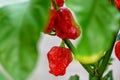 Red hot chilli pepper Trinidad scorpion on a plant Royalty Free Stock Photo