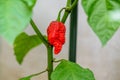 Red hot chilli pepper Trinidad scorpion on a plant Royalty Free Stock Photo