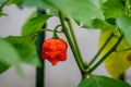 Red hot chilli pepper Trinidad scorpion on a plant Royalty Free Stock Photo