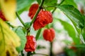 Red hot chilli pepper Trinidad scorpion on a plant Royalty Free Stock Photo