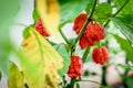 Red hot chilli pepper Trinidad scorpion on a plant Royalty Free Stock Photo
