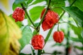 Red hot chilli pepper Trinidad scorpion on a plant Royalty Free Stock Photo