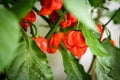 Red hot chilli pepper Trinidad scorpion on a plant. Royalty Free Stock Photo