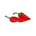 Red hot Chilli Pepper vector icon. Vegetable sticker. Ingredients for recipe book. Royalty Free Stock Photo