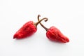 Red hot chilli peppers Royalty Free Stock Photo