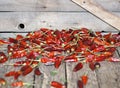 Red hot chilli peppers dried on a wooden background. We grow and dry ourselves. Organic products. Royalty Free Stock Photo