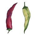 Red hot chilli peppers set. Hand drawing watercolor. Can be used for postcards, stickers, encyclopedias, menus, ingredients of