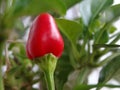 Red Hot Chilli Plant