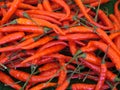 Red Hot Chillies Royalty Free Stock Photo