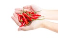 Red hot chillies pepper in hand. Royalty Free Stock Photo