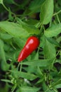 Red hot pepper in green leaves Royalty Free Stock Photo