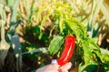 Red hot pepper grows in the field. Growing organic vegetables. Eco-friendly products. Agriculture land and farming. Agro business Royalty Free Stock Photo