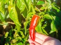 Red hot pepper grows in the field. Growing organic vegetables. Eco-friendly products. Agriculture land and farming. Agro business Royalty Free Stock Photo