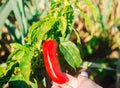 Red hot pepper grows in the field. Growing organic vegetables. Eco-friendly products. Agriculture land and farming. Agro business Royalty Free Stock Photo