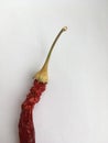 Red hot pepper with a long tail. White background. Minimalism.