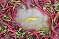 Red hot peppers with the exception of yellow Royalty Free Stock Photo