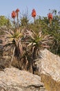 A red hot poker aloe on a rocky hillside. Royalty Free Stock Photo