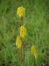 Red-hot poker flower