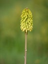 Red-hot poker flower