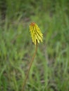 Red-hot poker flower