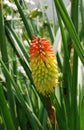 Red Hot Poker Flower