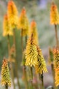 Red Hot Poker Flower