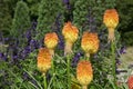 Red hot poker flowers with blue salvia in a formal garden