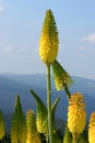 Red Hot Poker - Kniphofia