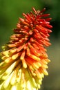 Red Hot Poker - kniphofia Royalty Free Stock Photo