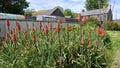 Red Hot Poker Kniphofia in full bloom garden